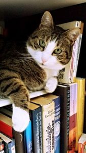 Cat Sitting on Books